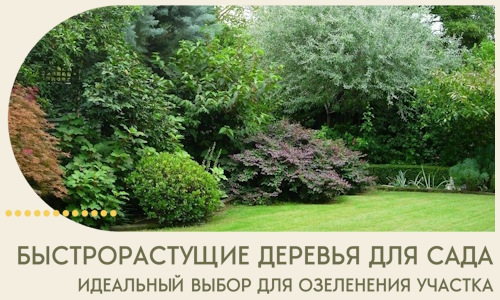 Быстрорастущие деревья для сада идеальный выбор в Сальске