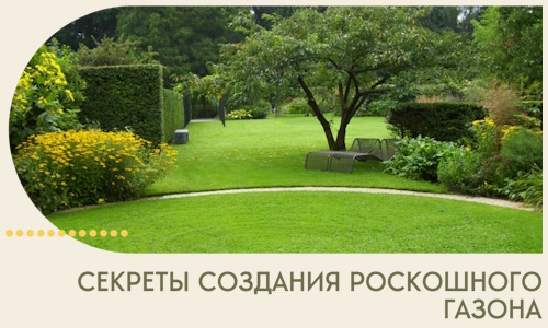 Секреты создания роскошного газона в Сальске